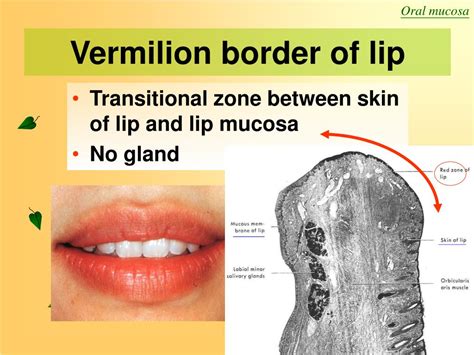 Oral Mucosa Anatomy