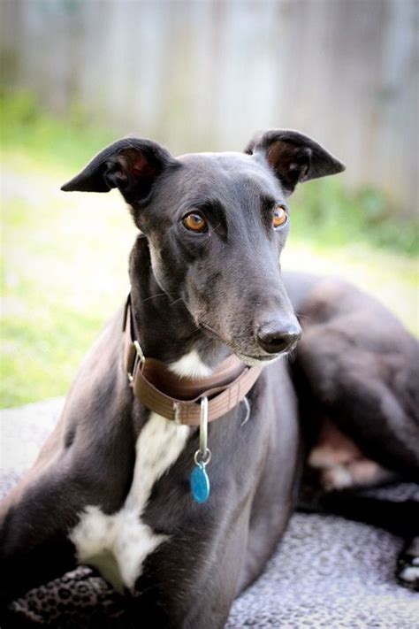 Greyhound Adoption & Rescue | Every Greyhound | Beau | Grey hound dog ...