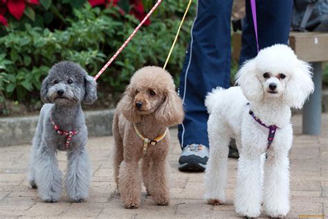 How Long Do Miniature Poodles Live - How to Care for Them the Right Way ...