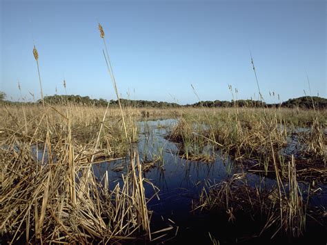 Marsh Wetland