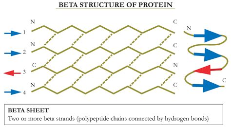 The beta pleated sheet structure of protein is due to(a)Formation of ...