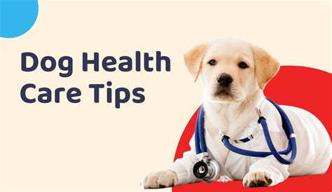 Dog Health Care Tips: An Introduction - Blog