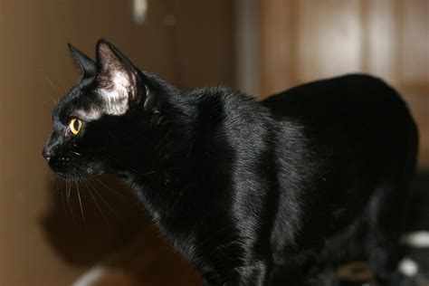 BLACK SAVANNAH CATS ARE A TREASURE