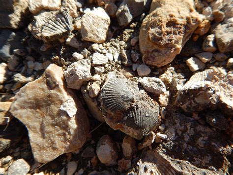 Sea Shell Fossils In Rocks