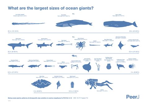 Giant Squid Size Comparison Whale