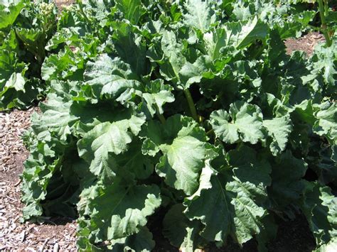 Rhubarb Varieties – High Altitude Rhubarb – Organic Farm & Nursery