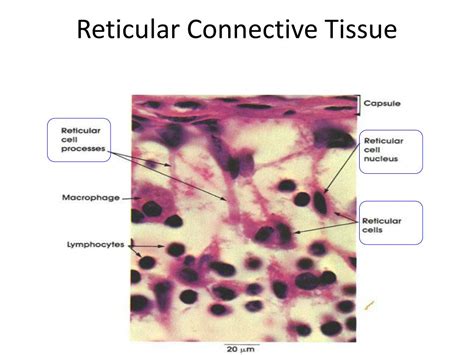 Reticular Connective Tissue Labeled