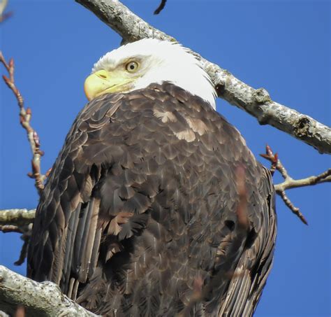 Bald Eagle Nesting Photograph by Rick Beauregard