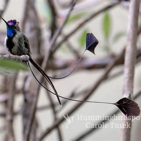 Marvelous Spatuletail | Hummingbird Facts Information | Hummingbird ...