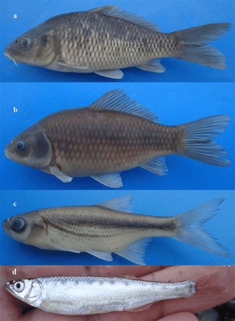 Some Cyprinid species collected in sampling sites.a, Cyprinus carpio ...