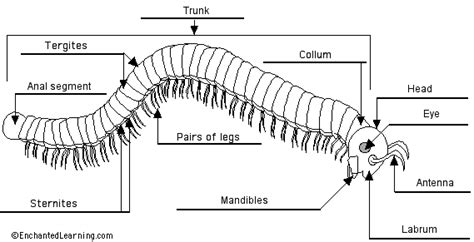 Centipede Anatomy - Anatomical Charts & Posters