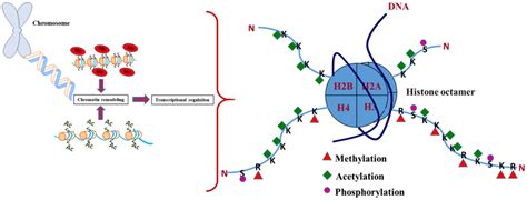 IJMS | Free Full-Text | The Role of Histone Acetylation-/Methylation ...