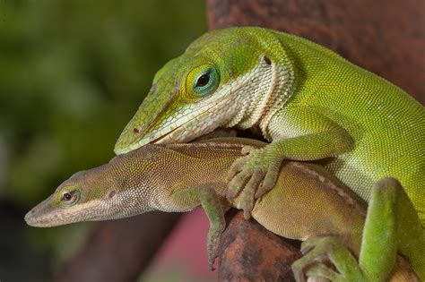 Photo 1409-07: Hugging green anole lizards in Antique Rose Emporium ...