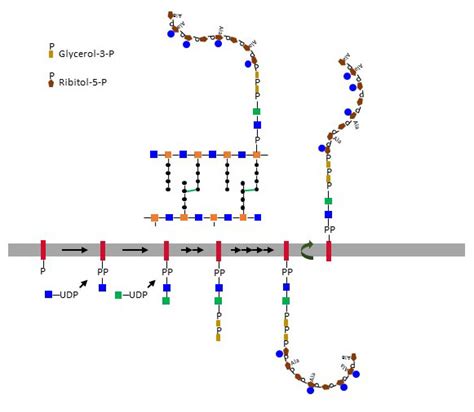 Teichoic acid | Department of Physiology | UZH