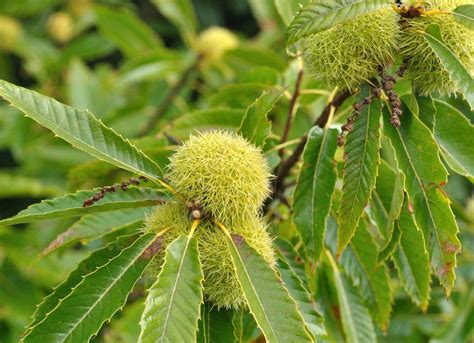 Chinese Chestnut | Shrubs & Trees Depot