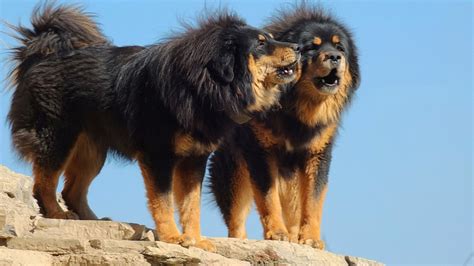 Tibetan Mastiff Dogs Latest Information And Pictures | All Wildlife ...