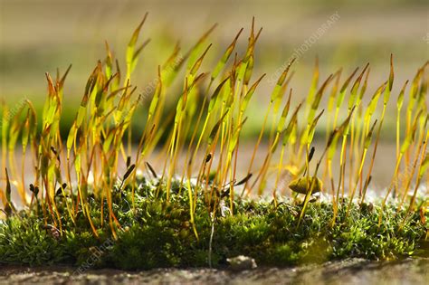 Moss Sporophyte