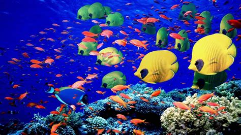 Animals fishes underwater swim coral reef colors bright sea life ...