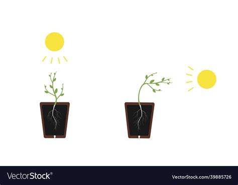 Phototropism light the plant grows Royalty Free Vector Image