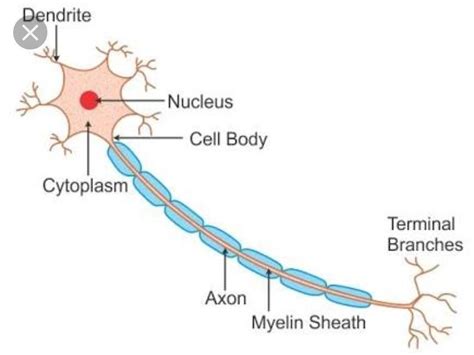 draw a neat labelled diagram of structure of neurone. - Brainly.in