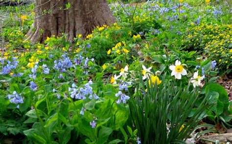 Virginia bluebells, daffodils and celandine poppy in the spring ...