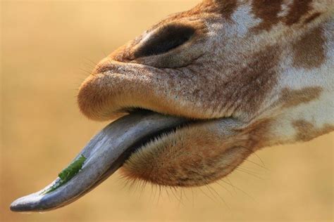 Giraffe Tongue (Explored) | Giraffe tongue, Giraffe, Cute animal photos