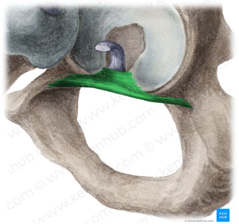 Transverse acetabular ligament (#4651) – Kenhub Image License Store