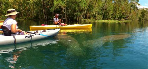 Silver Springs Kayaking Tours | Paddle Board & Kayak Tours