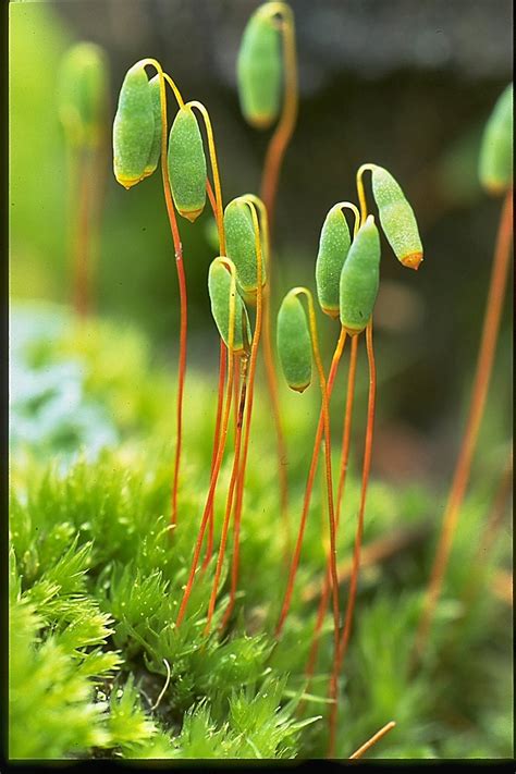 Moss of Alaska: an Introduction to Bryophytes