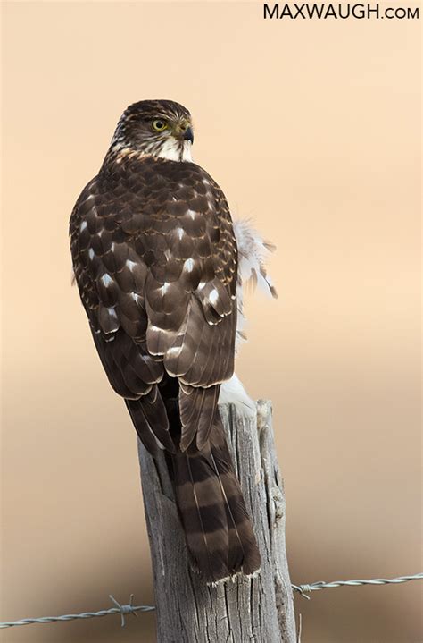 Little Tough Guys: The World’s Small Raptors | Max Waugh