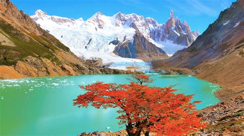 Autumn tree by the lake near Cerro Torre mountain, Los Glaciares ...