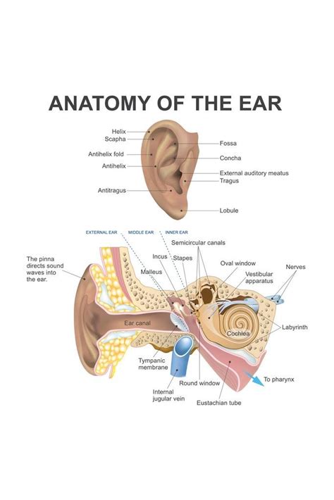 Buy Anatomy Of The Human Ear Diagram Chart Cubicle Locker Mini Art ...