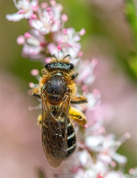 Honey Bee Pollination Close - Free photo on Pixabay - Pixabay