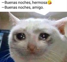 15 ideas de Memes del Gato Llorando | meme gato, memes, memes en español