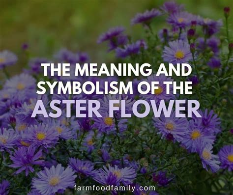 Asters - The Flower of September: Meaning and Symbolism