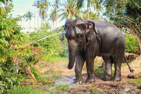 Explore famous Phuket elephant sanctuaries to protect wonderful giants