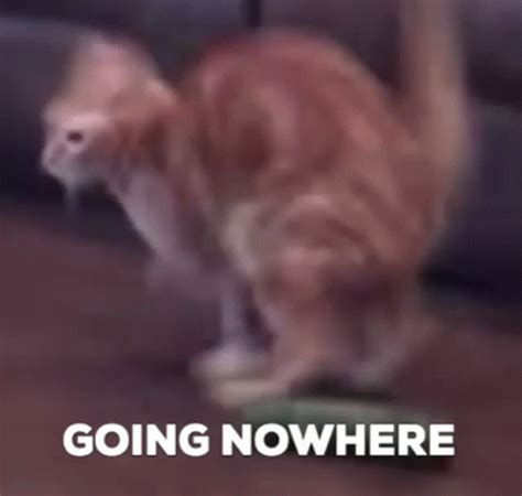 Cat Going Nowhere Nowhere GIF - Cat Going Nowhere Going Nowhere Nowhere ...