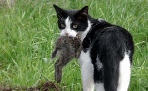 Cats in Australia kill more than 1 million birds every day