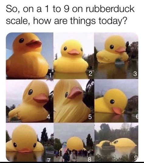 Somewhere between 5 and 9?? 😂😂😂 | Rubber duck, Funny duck, Funny memes ...