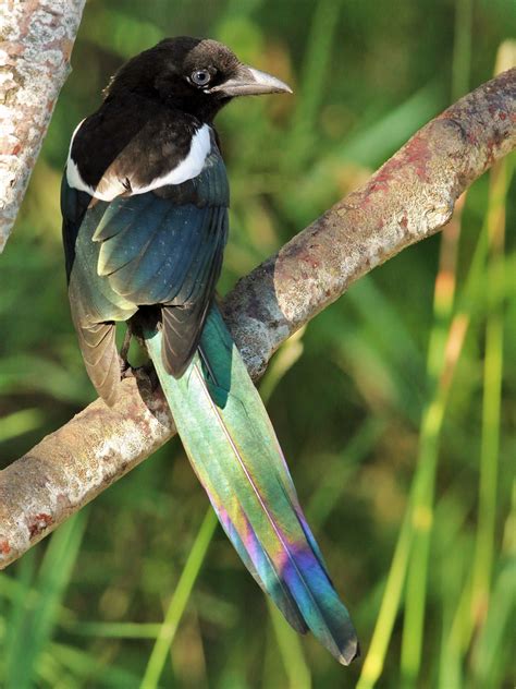 Black-billed Magpie | Audubon Field Guide