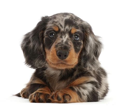 How Much Do Dapple Dachshund Puppies Cost