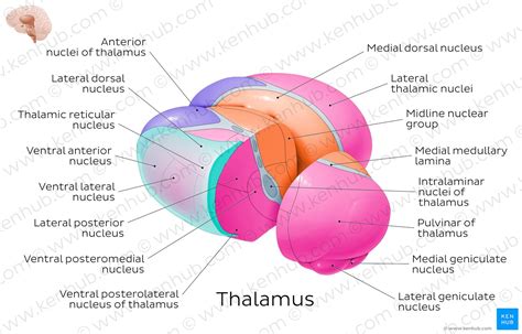 Diagram / Pictures: Thalamic nuclei (Anatomy) | Kenhub