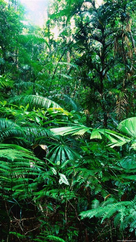 Tropical Rain Nature Forest Wallpapers Hd - Tropical Rainforest Biome ...