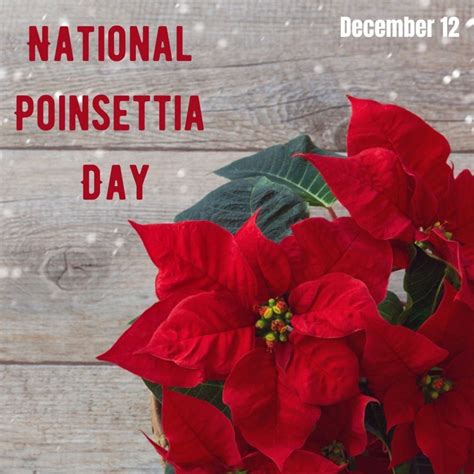 National Poinsettia Day 2021! | Orthodontic Blog | myorthodontists.info