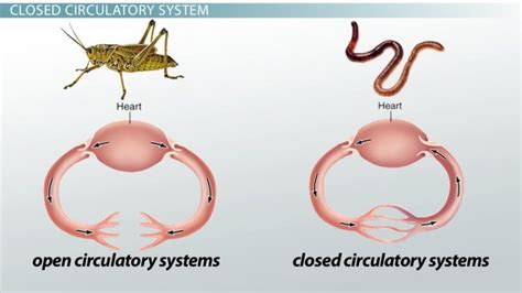 15 Crucial Difference between Open and Closed Circulatory System - Core ...