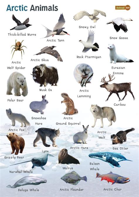 Arctic Animals: List And Facts with Pictures