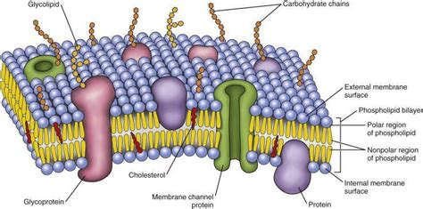 The type of molecules that make up the majority of the cell membrane ...