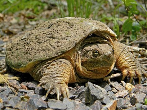 Common Snapping Turtle Close Up - Chelydridae - Wikipedia | Hayvanlar