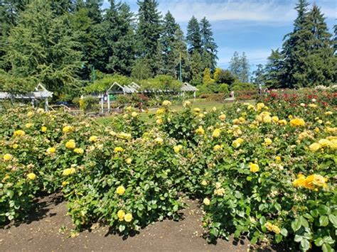 Rose Garden in Stanley Park, Vancouver, BC, Canada