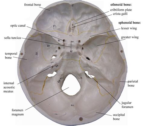 Inferior View Of Skull Foramen - Human Skull, Inferior View Of The ...